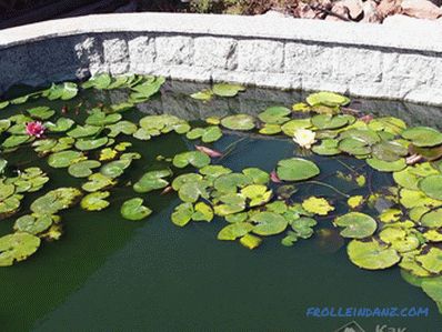 Pond to udělat sami - jak udělat rybník na místě (+ fotografie)
